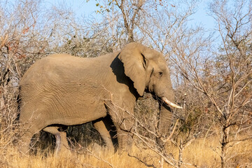 Fototapeta premium African Elephant Bull alone, Savannah in Africa.