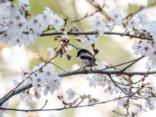 Fototapeta premium Long tailed bush tit perched in cherry blossoms 5