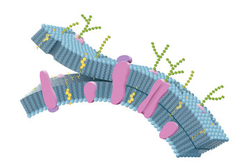 Cell membrane with phospholipids, cholesterol, intrinsic and extrinsic proteins. 3D illustration