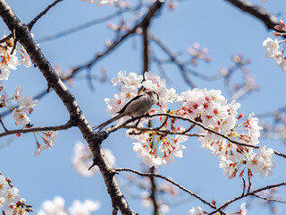 Long tailed bush tit perched in cherry blossoms 13