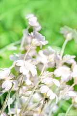 White flowers background.Texture white summer flowers, beautiful summer postcard, nature in the village. wildflowers, field, freshness, dew and rain drops, close-up. gentle green background