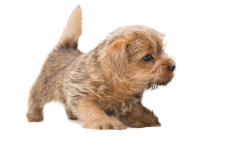Cute Norfolk Terrier puppy