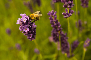 honey bee