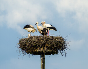 Stork family with four baby storks in a nest on a partly cloudy day