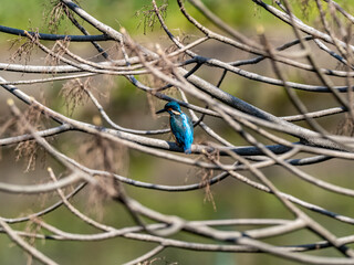 Fototapeta premium colorful common kingfisher perched by a pond 28