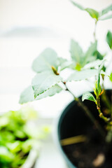 Green bay tree growing in the pot. Selective focus. Shallow depth of field.