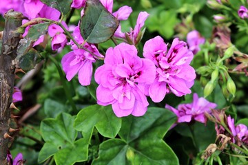 Una pequeña planta de hojas moradas 