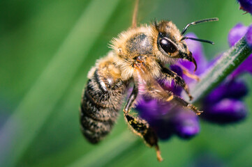 Honeybee in profile