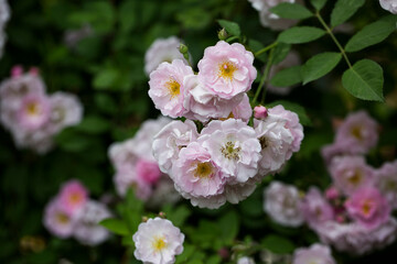 many little pink and white summer roses together with leaves #6