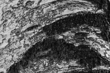 Fototapeta premium rough bark of northern birch texture