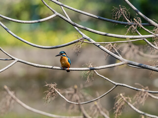 colorful common kingfisher perched by a pond 1