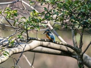 colorful common kingfisher perched by a pond 2