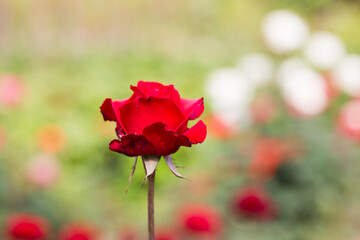 red rose closeup under macro lense #2