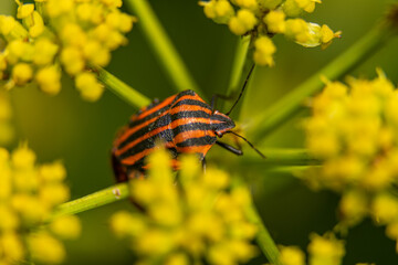 bug with red and black stripes, graphosoma lineatum on a yellow flower
