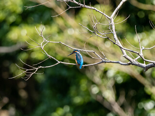 colorful common kingfisher perched by a pond 3