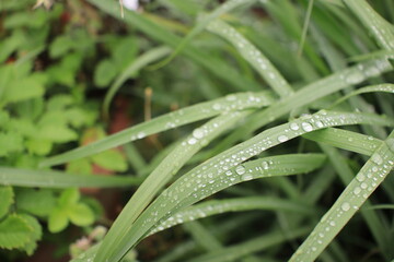 green grass with dew drops