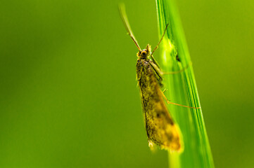 Caught resting

A brown moth with fine hairs on a green leaf