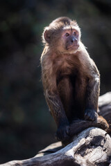 Wild monkey in the jungle. South Africa.