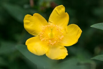 lovely bright yellow flower closeup with leaves