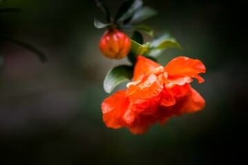 cute bright orange pomegranate flower in full bloom with leaves and a bud