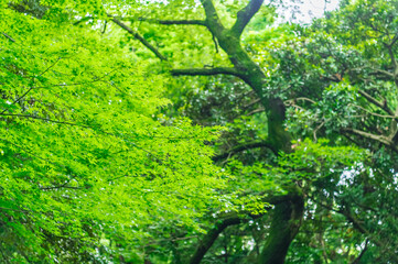 東京都渋谷区代々木にある公園の中の森の景色