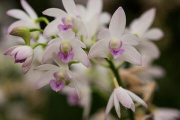 dendrobium orchid flowers close up white and purple petals
