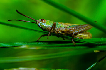 Resting in the meadow

A green grasshopper remains on a blade of grass.
