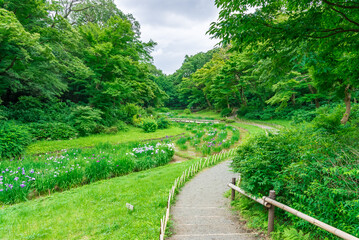 Fototapeta premium 東京都渋谷区代々木にある公園の景色