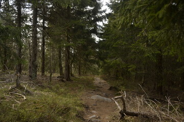 stony mountain road through spruce forest
