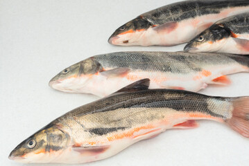 Fresh fishes on white table. Eco food, cooking at home concept.