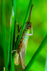 Resting in the meadow

A green grasshopper remains on a blade of grass.