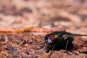 Green bottle fly on stone

A colorful green bottle fly sits on a stone.