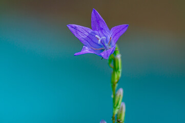 Fototapeta na wymiar The proud flowerCenter shot of a purple bluebell against a blurred background.