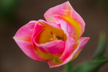 tulip closeup with pink and yellow coloured petals
