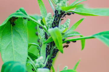 Gathering of pests.

Countless black aphids collect on a plant in the home garden.