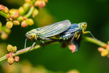 Together alone

Two green leafhopper on a branch on a spring day