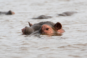 hipopotamo saliendo del agua en el parque nacional kruger en sudafrica