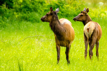 Two deer standing in a meadow