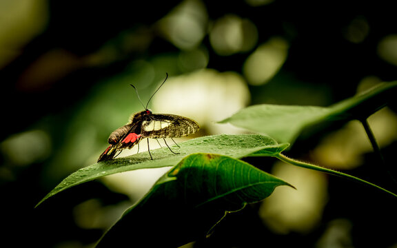 rear view close up of a iphidamas cattleheart (parides iphidamas) butterfly resting on a green leaf