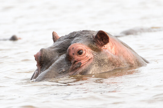 hipopotamo saliendo del agua en el parque nacional kruger en sudafrica