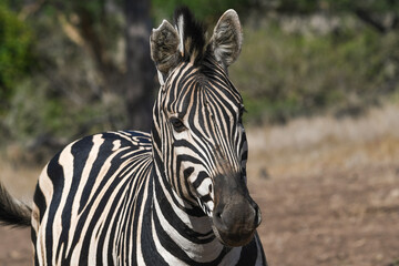 Fototapeta na wymiar retrato de una cebra en el parque nacional kruger en sudafrica