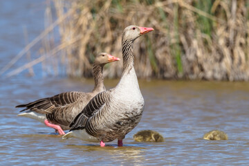The greylag goose (Anser anser). Female of gooslings in Nationalpark Neusiedler See.