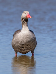 The greylag goose (Anser anser) standing on the blue lake