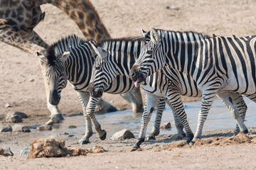 Fototapeta na wymiar cebras bebiendo en una charca en el parque nacional kruger en sudáfrica