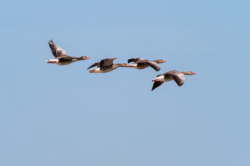 The greylag goose (Anser anser).