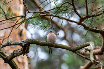 bird on a branch