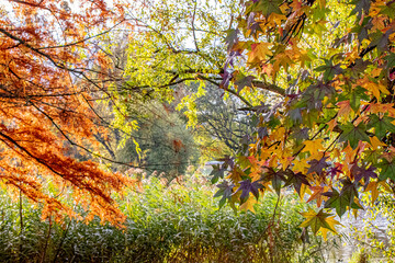 colorful autumn branches in the park
