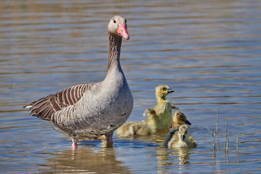 The greylag goose (Anser anser). Female of gooslings in Nationalpark Neusiedler See.