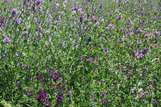 Campo di erba medica (Medicago sativa), primo piano dei fiori dalle diverse tonalità di rosa, indaco, lilla e violetto in una giornata di primavera