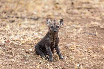 Baby hyena alone  in South Africa